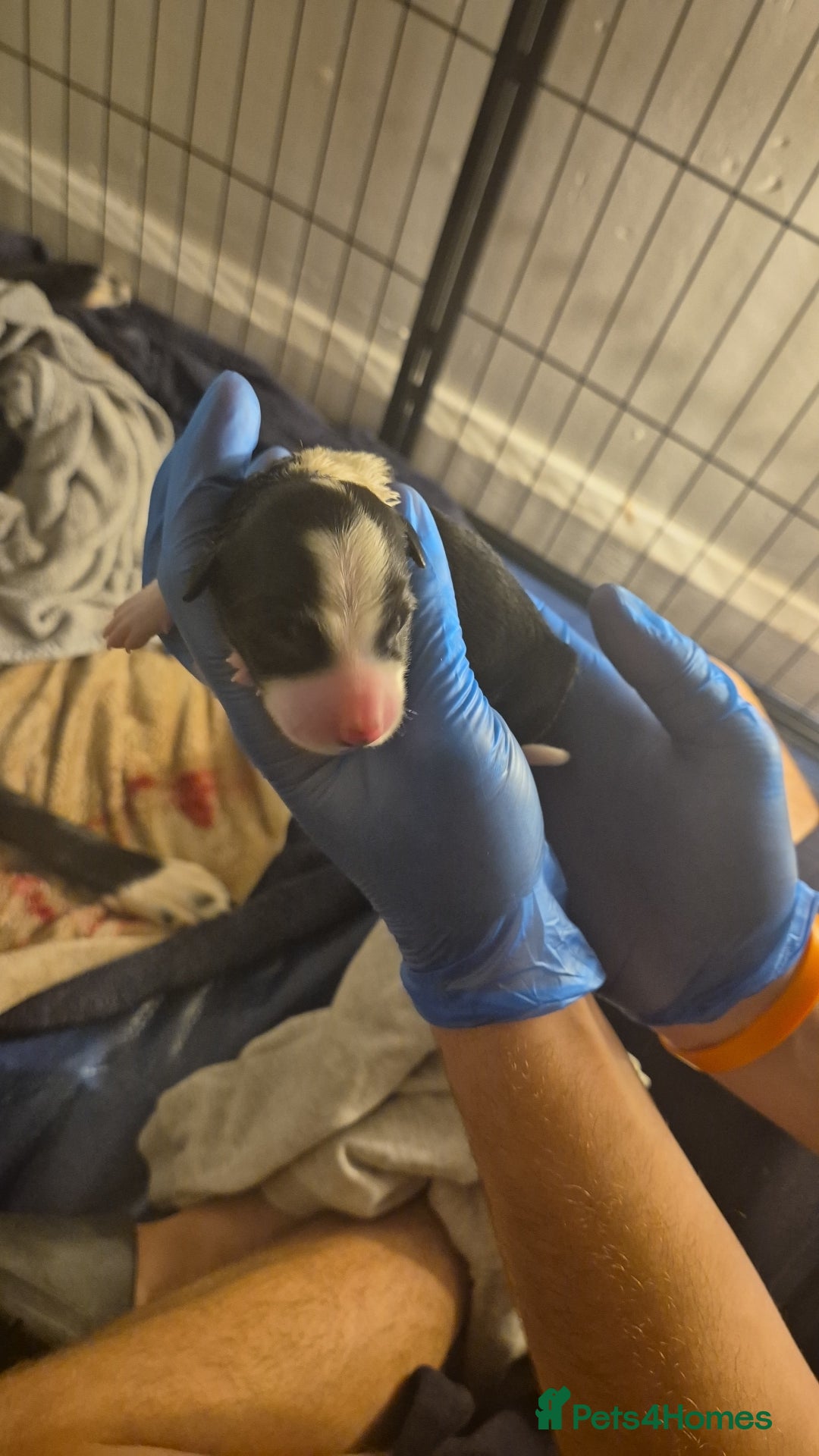 Border Collie dogs for sale: Pure border collie puppies  - Image 3