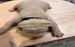 Mixed Breed dogs for sale: Weimaraner x vizsla x GSP only Black left  - Image 17
