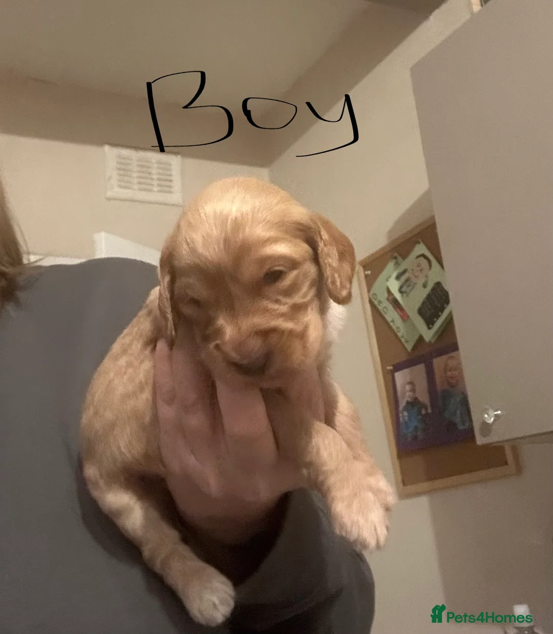 Cockapoo dogs for sale: Cockapoo puppies for sale  - Advert 10