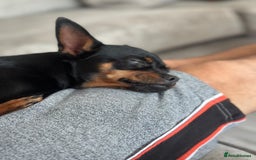 Miniature Pinscher dogs for sale: ✨ Exceptional Miniature Pinscher Puppies ✨ - Image 9