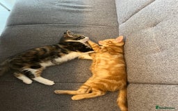 Mixed Breed cats for sale: 2 beautiful kittens full ginger and tortoise shell - Image 4