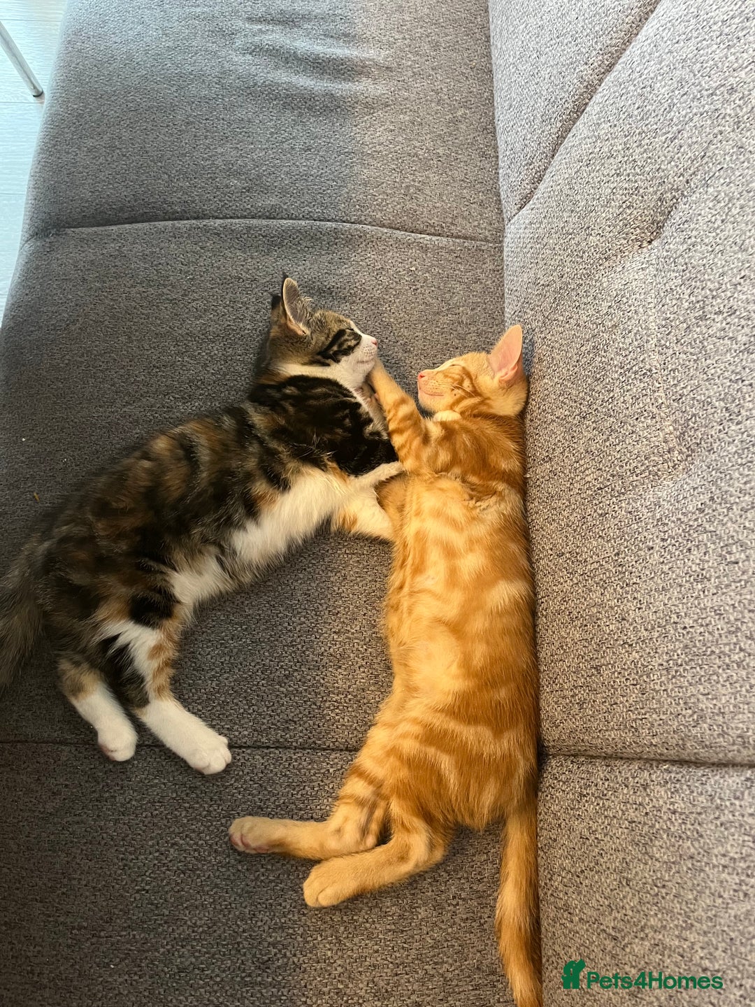 Mixed Breed cats for sale: 2 beautiful kittens full ginger and tortoise shell - Image 4