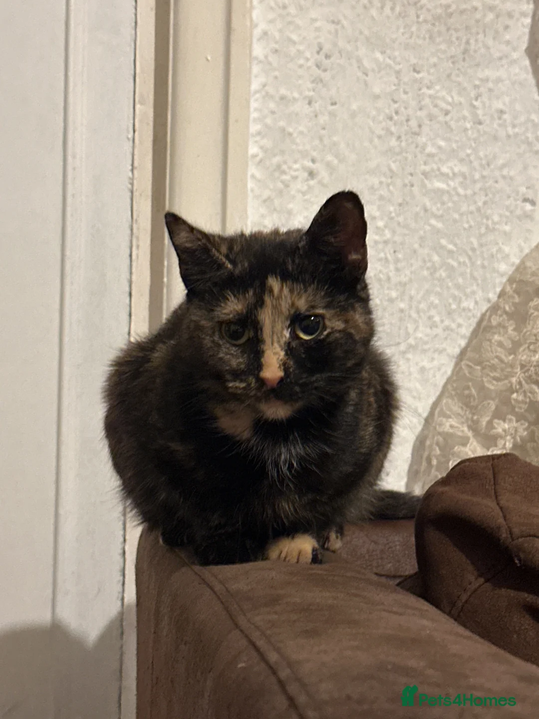 Mixed Breed cats for sale: Two kittens ready for sale asap - Advert 1
