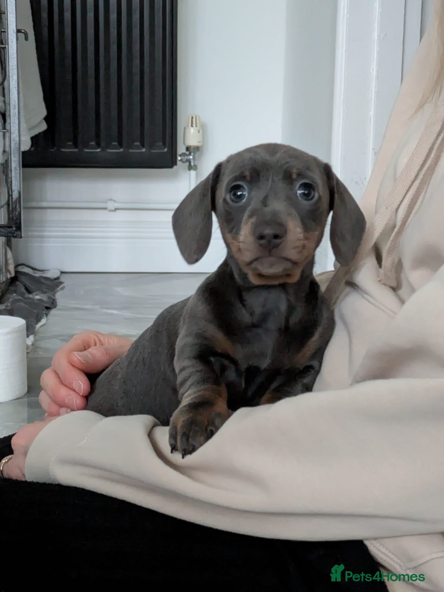 Miniature Dachshund dogs KC registered smooth hair miniature dachshund  - Advert 8