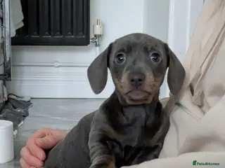 Miniature Dachshund dogs KC registered smooth hair miniature dachshund - Advert 13