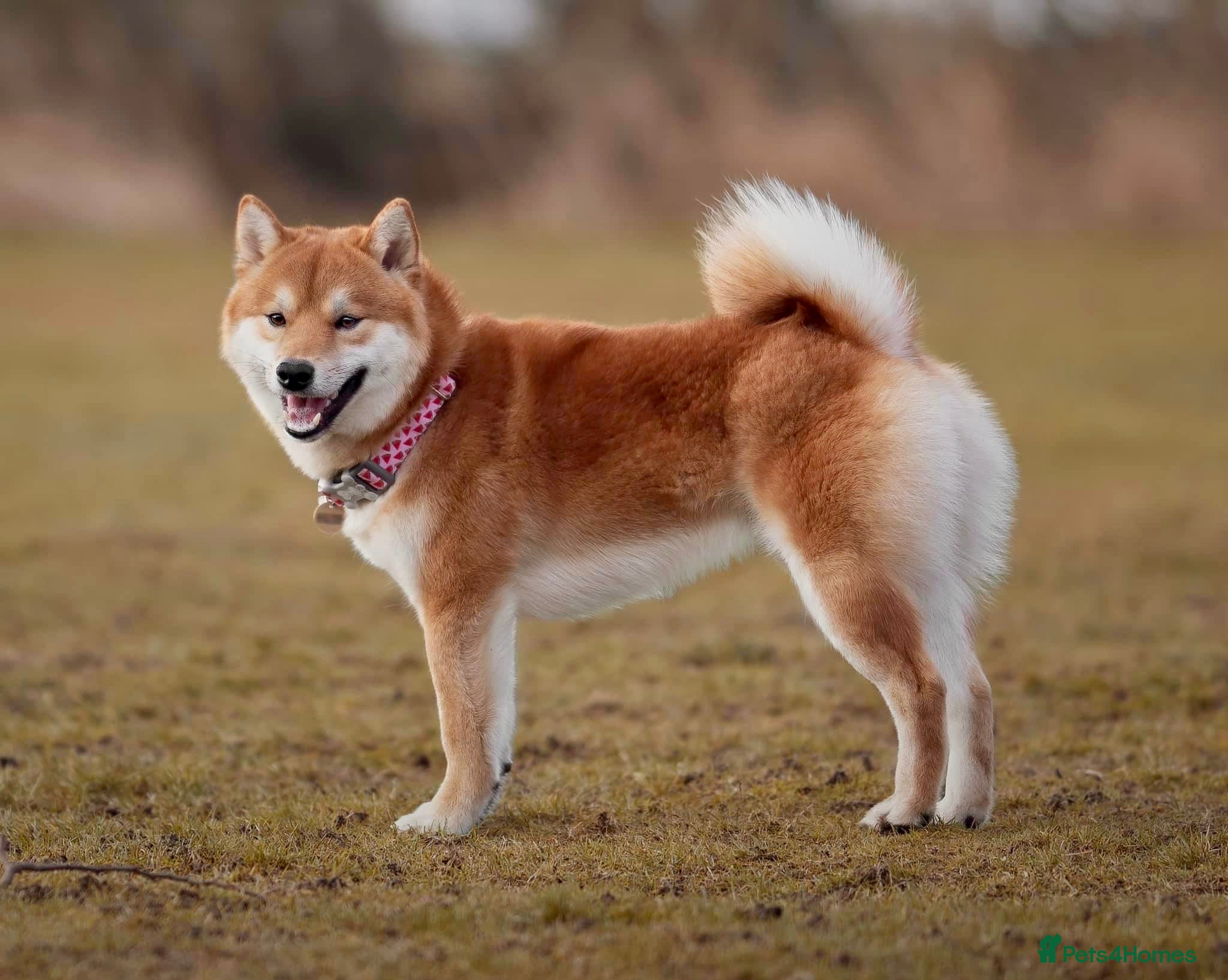 Japanese Shiba Inu dogs 5 year old male Shiba, Russian Import - Advert 2