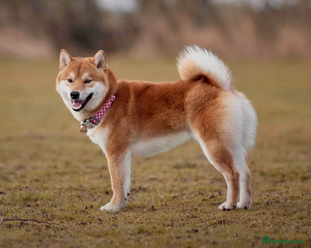 Japanese Shiba Inu dogs for sale: 5 year old male Shiba, Russian Import in Cardiff - Advert 1