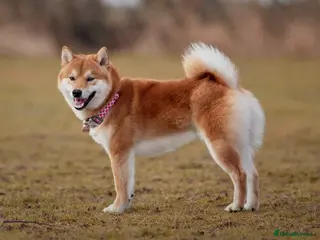 Japanese Shiba Inu dogs 5 year old male Shiba, Russian Import - Advert 3