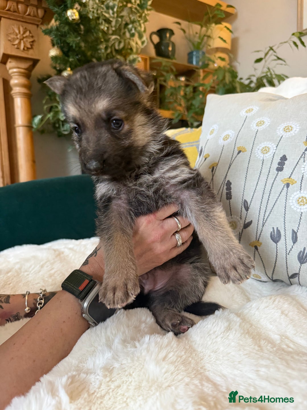 German Shepherd dogs for sale: Stunning German Shepherd Puppies - Advert 4