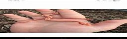 Corn Snake reptiles for sale: Corn snakes  - Advert 3