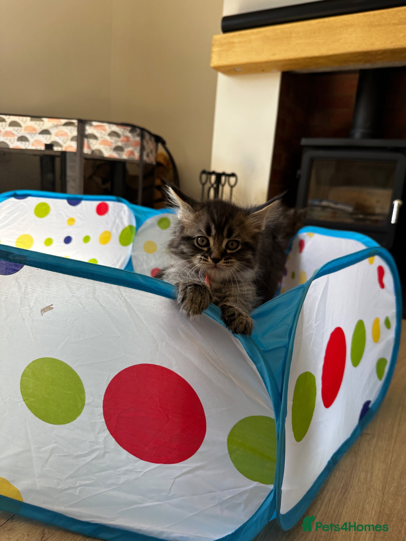Mixed Breed cats for sale: Maine Coon x British Short Hair Kittens in Cambridge - Advert 3