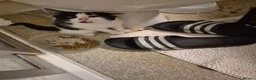 Mixed Breed cats for sale: Nice and playful in Northolt - Advert 6