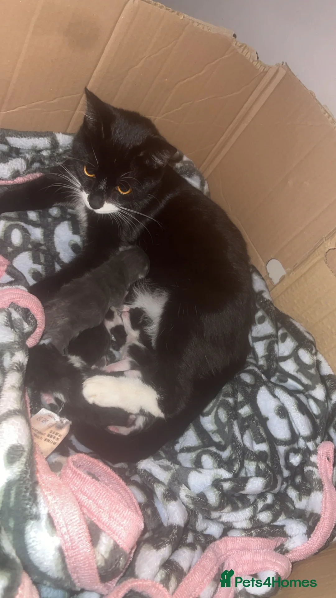 Mixed Breed cats for sale: Kittens for sale in Romsey - Advert 1