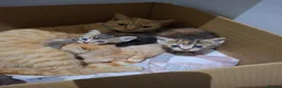 Mixed Breed cats for sale: 3 Kittens - Advert 12