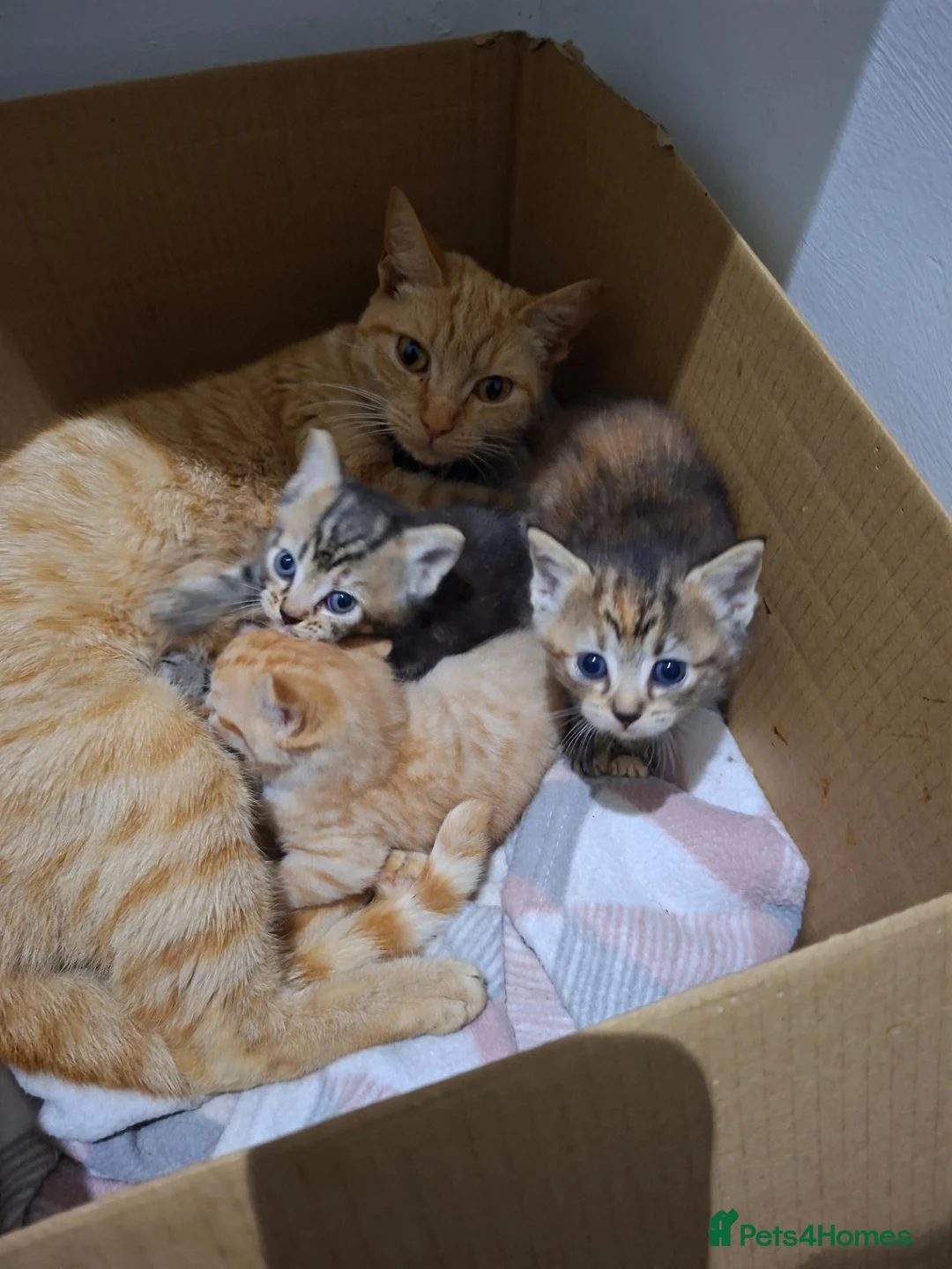 Mixed Breed cats for sale: 3 Kittens - Advert 12