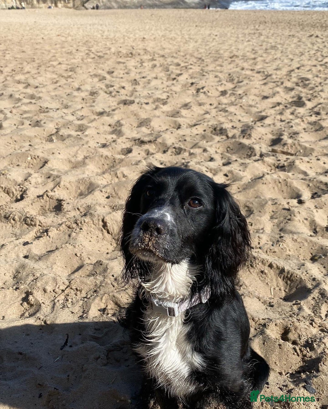 Cocker Spaniel dogs for sale: KC Cocker Spaniel Puppies  - Image 11