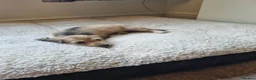 Miniature Dachshund dogs for sale: Gorgeous Long Haired Cream Miniature Dachshunds - Advert 3