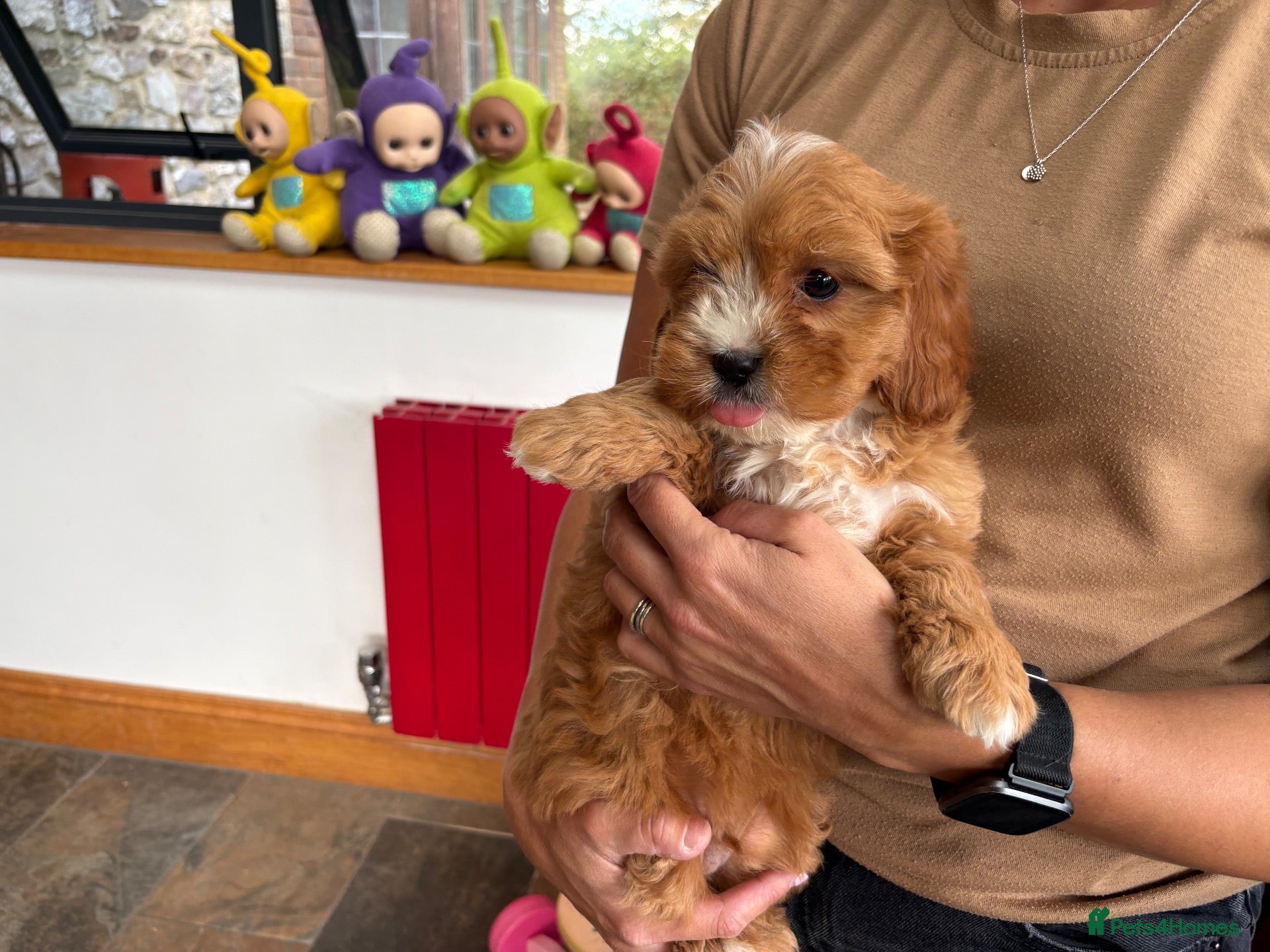 Cavapoo dogs Beautiful Cavapoo puppies  - Advert 1