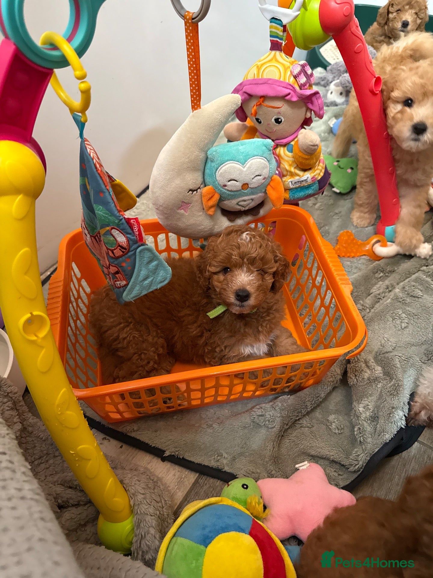 Mini Goldendoodle dogs Small sized Goldendoodle - last remaining female - Advert 1