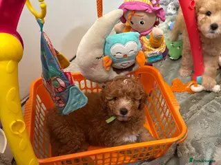 Mini Goldendoodle dogs Small sized Goldendoodle - last remaining female - Advert 1