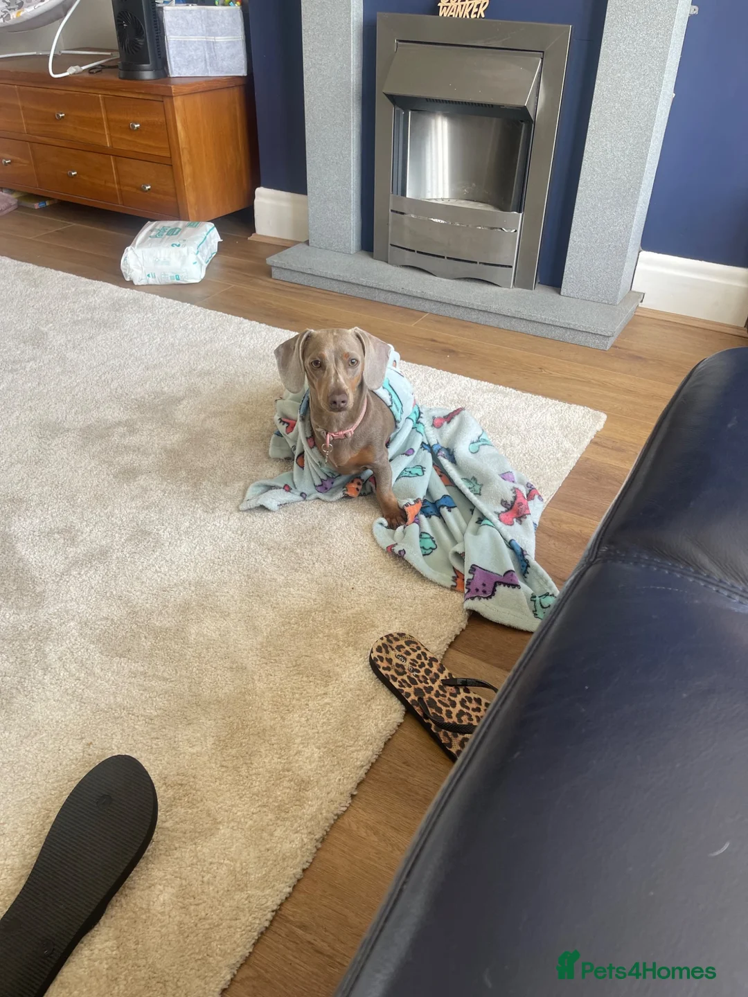 Miniature Dachshund dogs for sale: 1 year old Mini Dachshund looking for a new home in Hartlepool - Advert 1