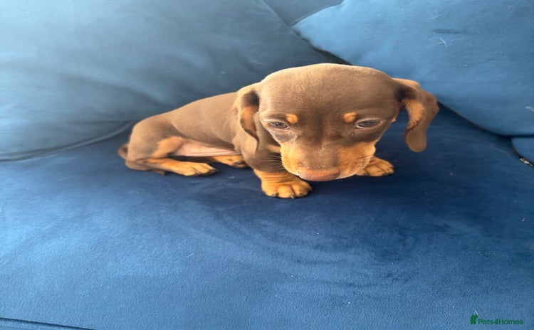 Miniature Dachshund dogs - Advert 1