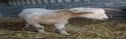 Goats livestock for sale: 6‑Month‑old Wether Goats for Sale - Advert 5