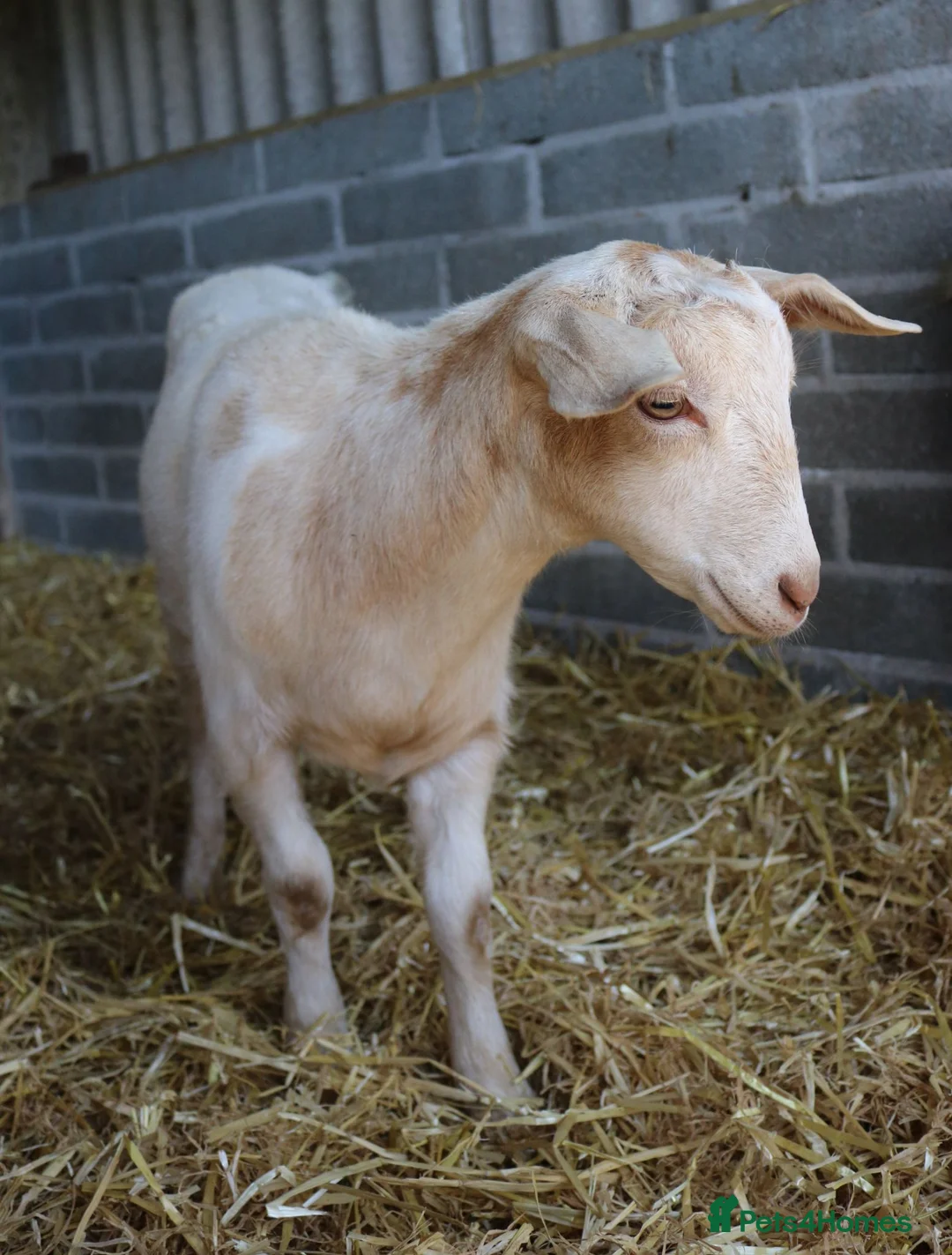 Goats livestock for sale: 6‑Month‑old Wether Goats for Sale - Advert 2