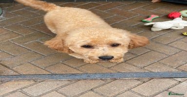 Cavapoochon dogs - Advert 2