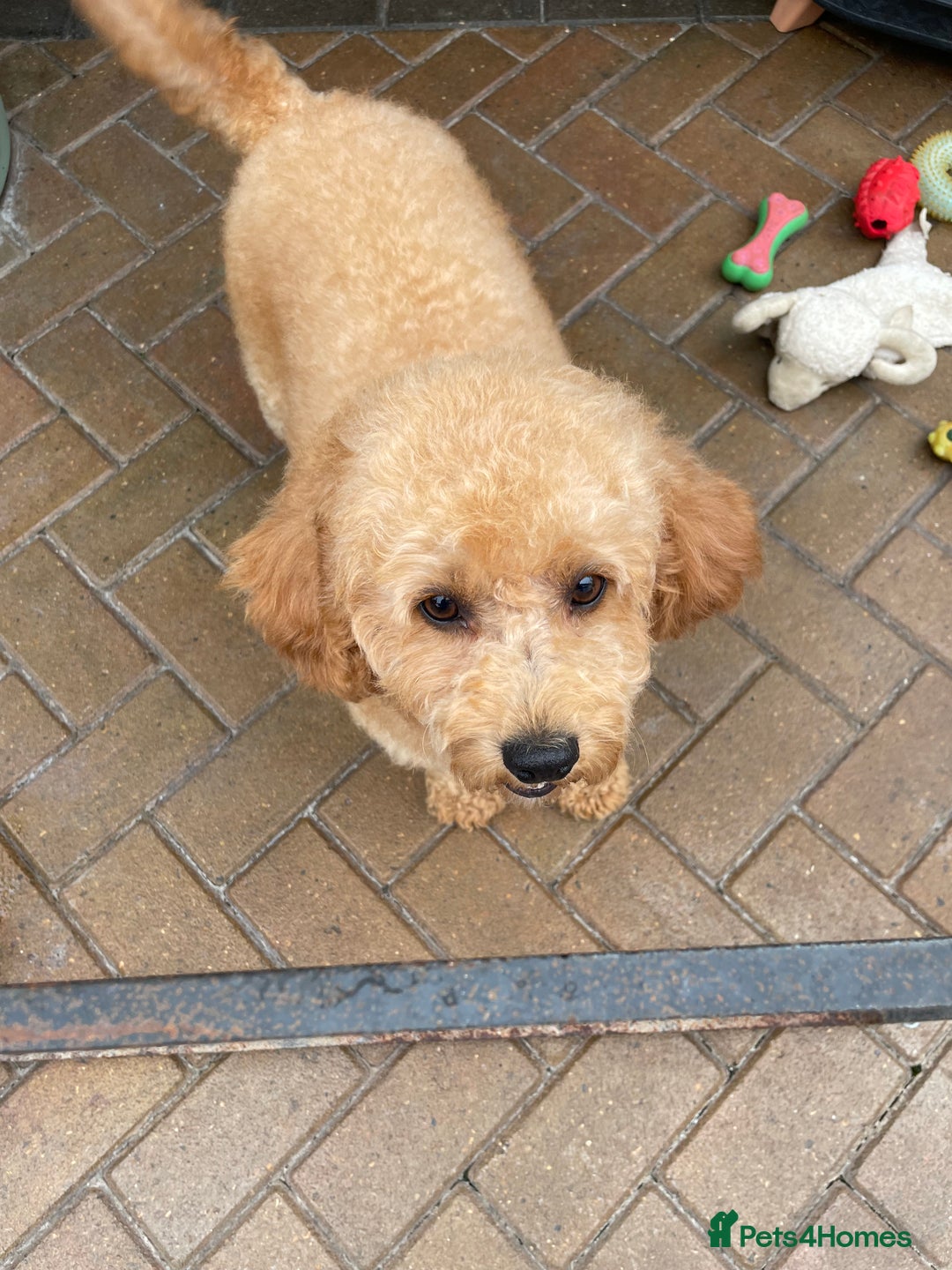 Cavapoochon dogs for sale: Cavapoochon puppies - Image 2