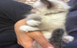 Ragdoll cats for sale: Fluffy pure Ragdoll boys looking for 5 star home  - Image 5
