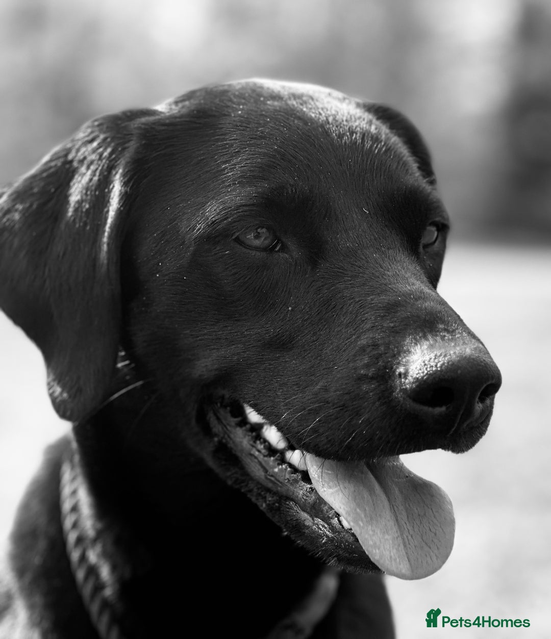 Labrador Retriever dogs for sale: Beautiful Fox Red Lab Bitch  - Advert 5