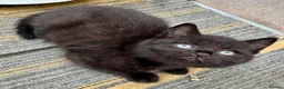 British Shorthair cats for sale: British Shorthair kittens - Advert 38