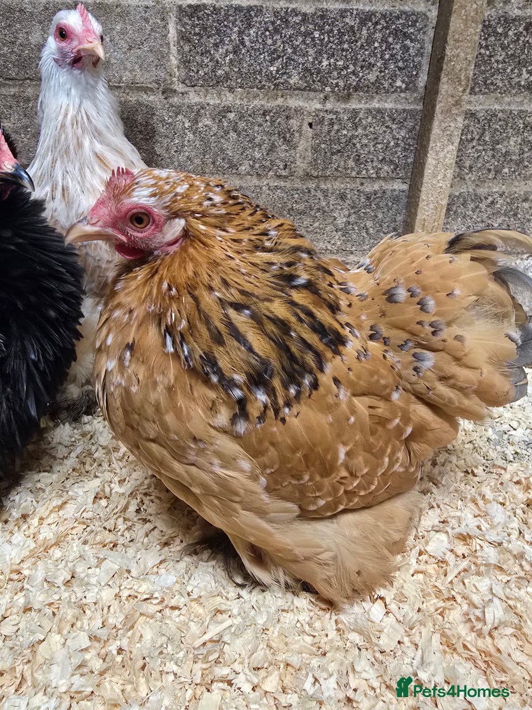 Chickens poultry for sale: Pekin Bantam Pullets POL  - Advert 2