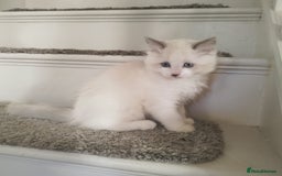 Ragdoll cats for sale: 5 ADORABLE RAGDOLL X KITTENS FOR SALE - Image 13