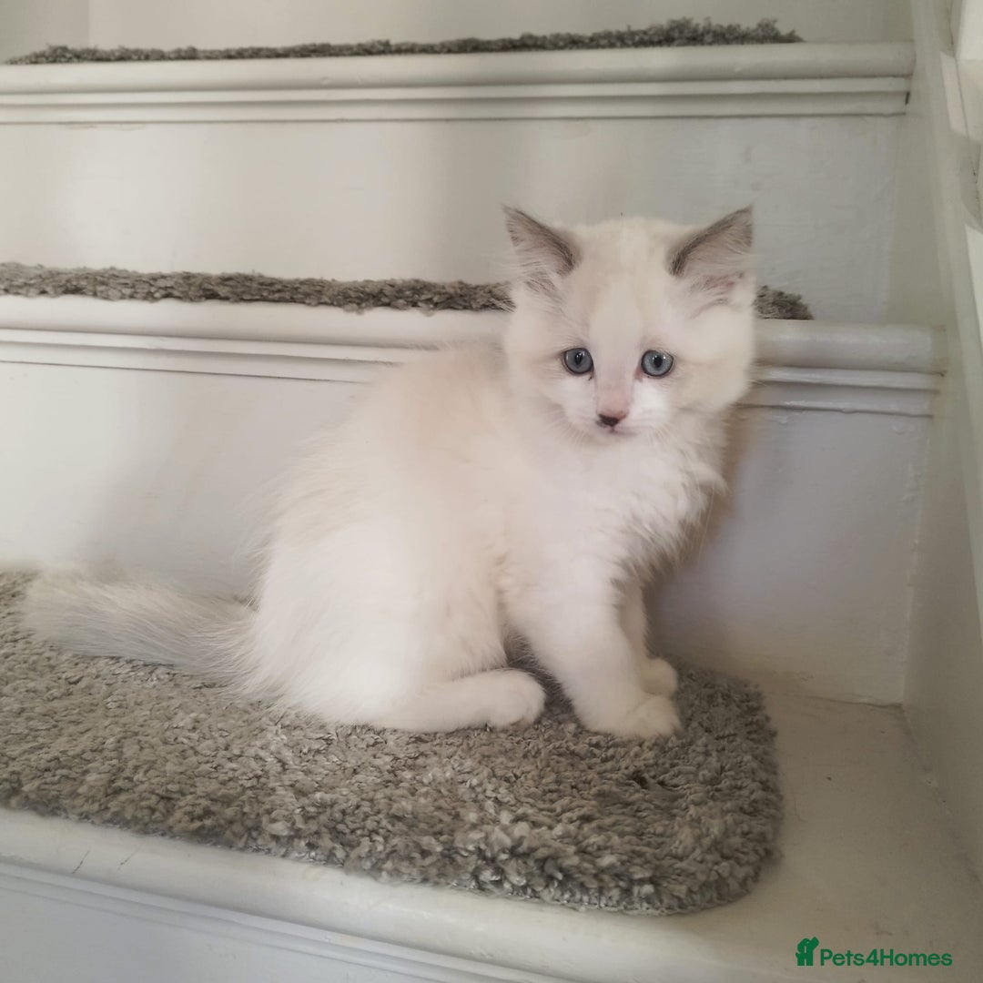 Ragdoll cats for sale: 5 ADORABLE RAGDOLL X KITTENS FOR SALE - Image 13