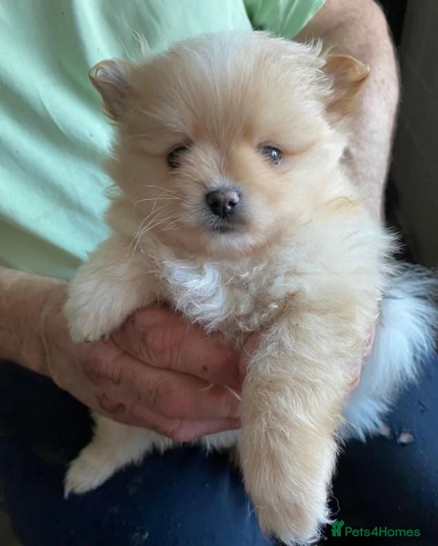 Pomeranian dogs Meet this adorable Pomeranian puppy - Advert 10