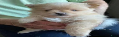 Pomeranian 1