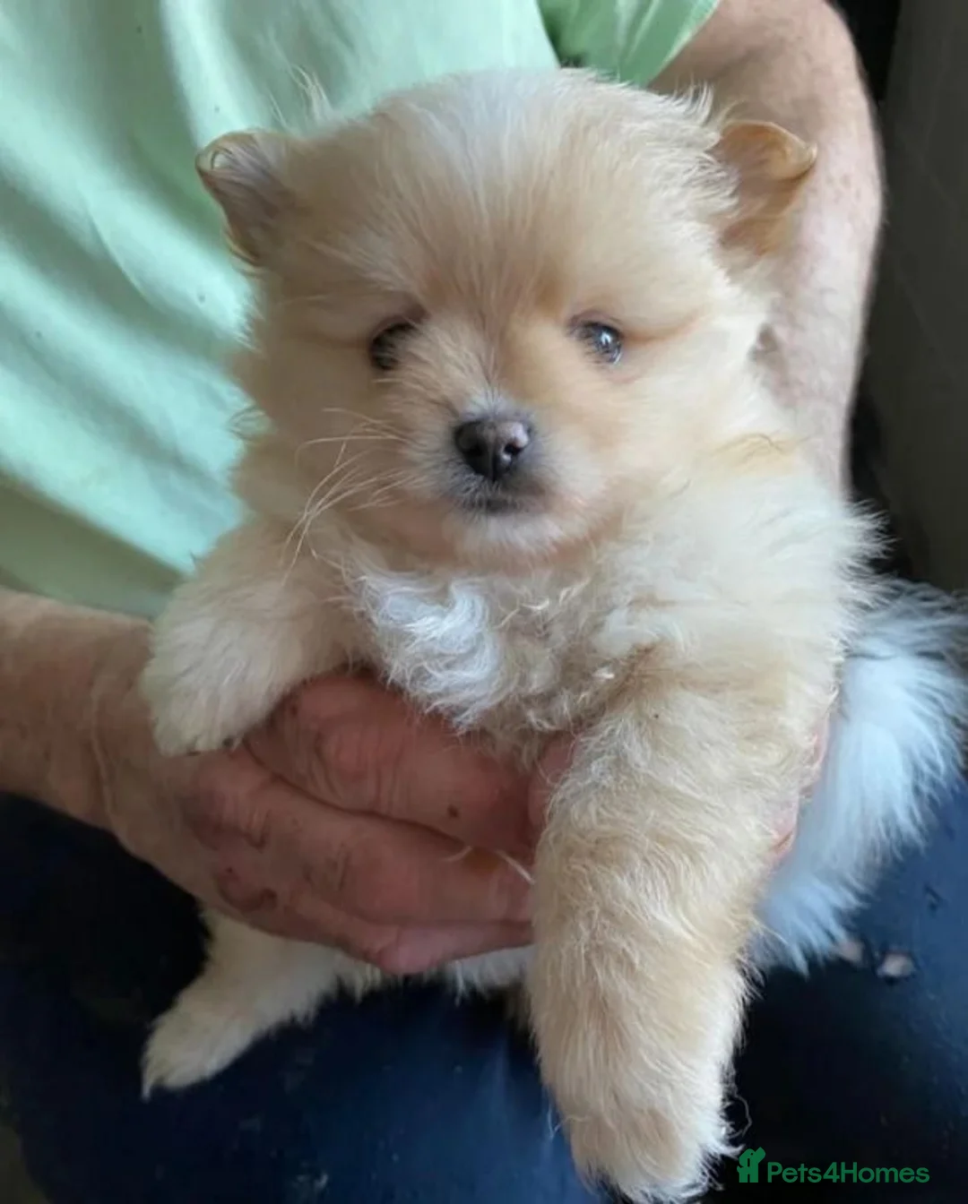 Pomeranian dogs for sale: Meet this adorable Pomeranian puppy in Torquay - Advert 1