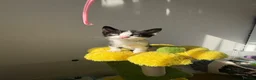 Mixed Breed cats for sale: Four dream little boy kittens.  - Advert 6