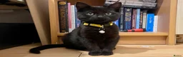 Mixed Breed cats for sale: Maine Coon Part Breds - Advert 12