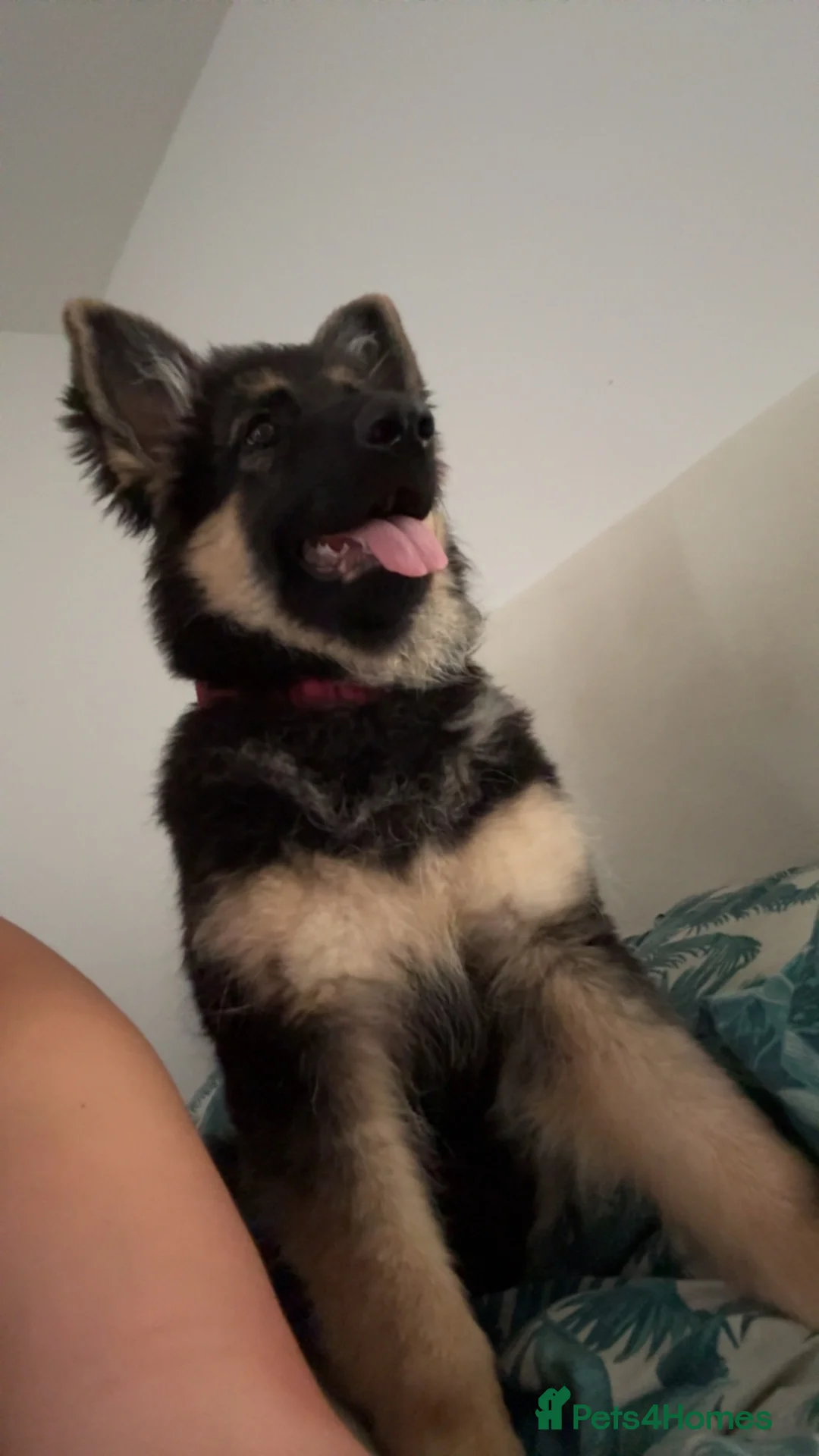 German Shepherd dogs for sale: German shepherd  - Advert 2