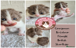 British Shorthair cats for sale: Beautiful TICA registered BSH kittens 🌈 - Image 4