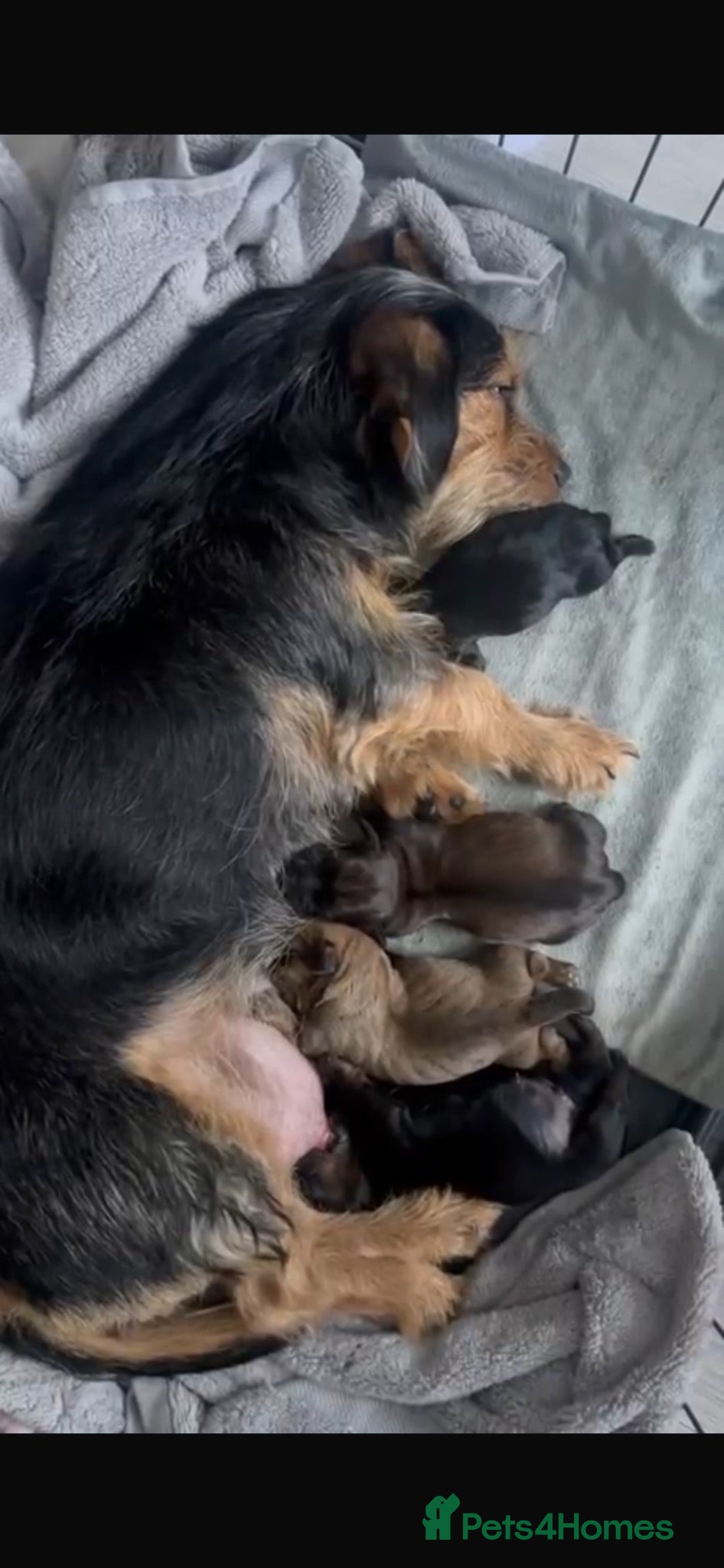 Mixed Breed dogs 3 absolutely stunning schweenie puppies  - Advert 1