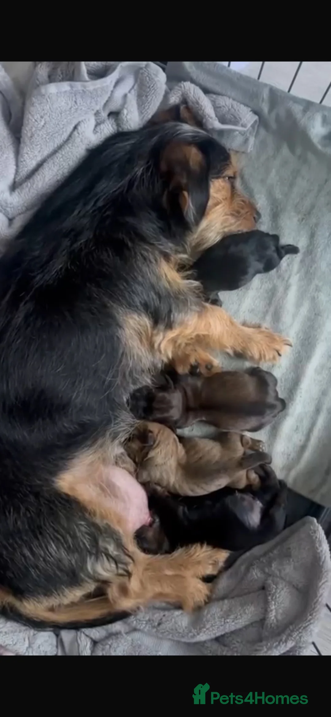 Mixed Breed dogs for sale: 3 absolutely stunning schweenie puppies  - Advert 1
