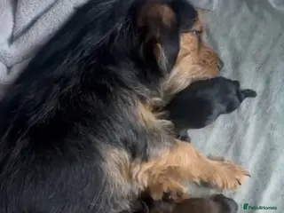 Mixed Breed dogs 3 absolutely stunning schweenie puppies - Advert 1