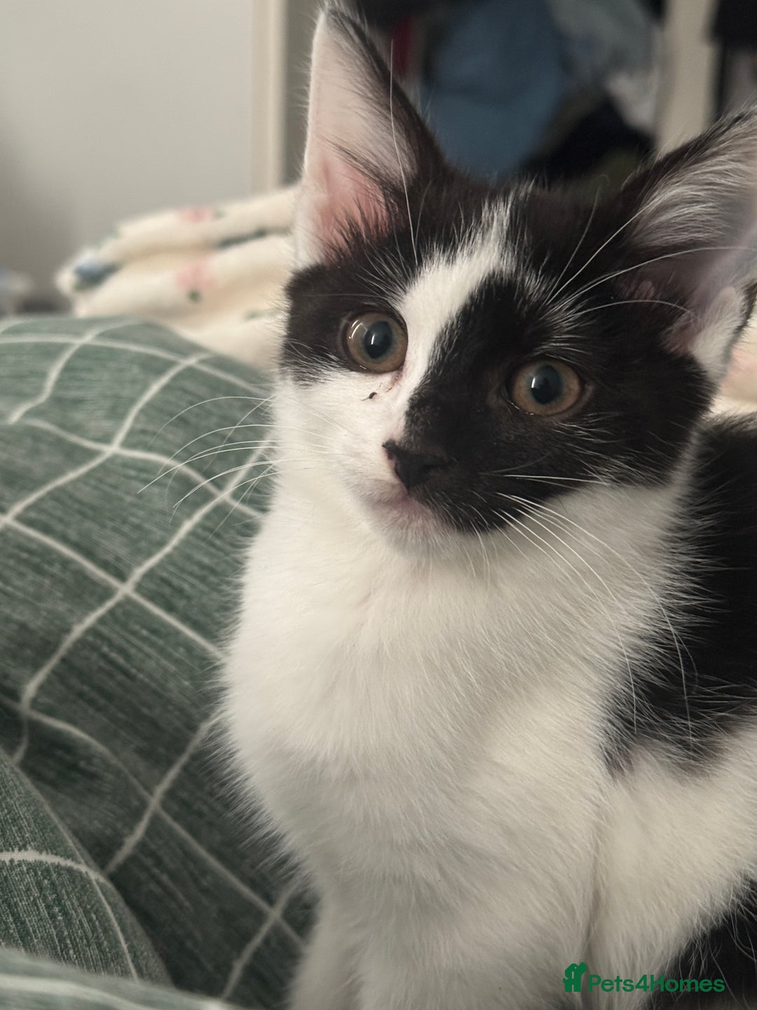 Mixed Breed cats for sale: 3 female kittens for sale  - Advert 9