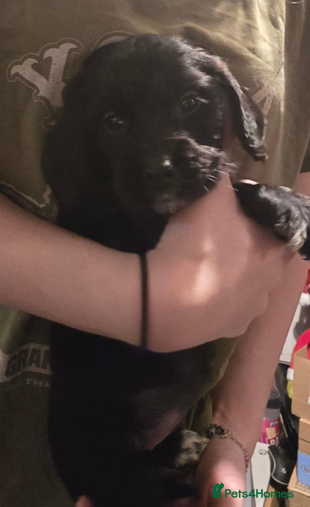 Sprocker dogs for sale: 3 female sprocker puppies - Advert 4