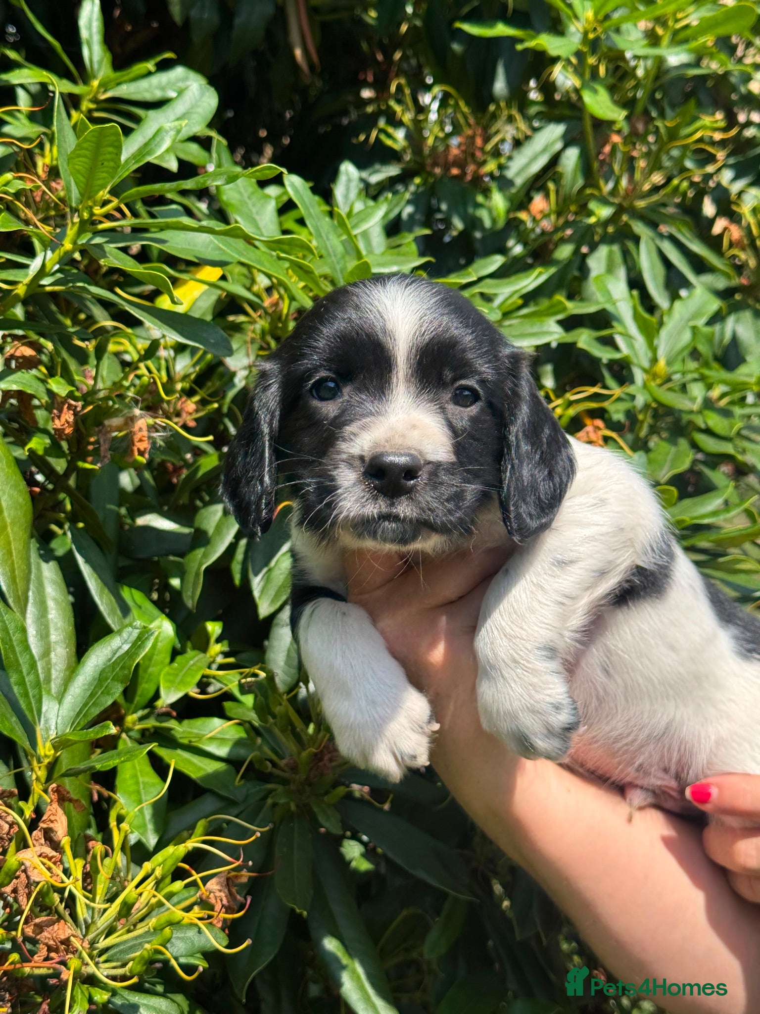 English Springer Spaniel dogs for sale: READY NOW ! Kc registered Springer Spaniel Puppies - Advert 1