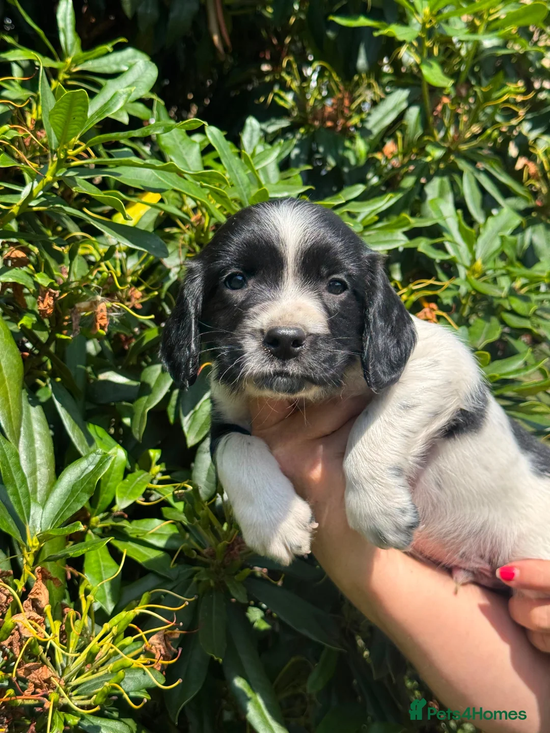 English Springer Spaniel dogs for sale: READY NOW ! Kc registered Springer Spaniel Puppies - Advert 1